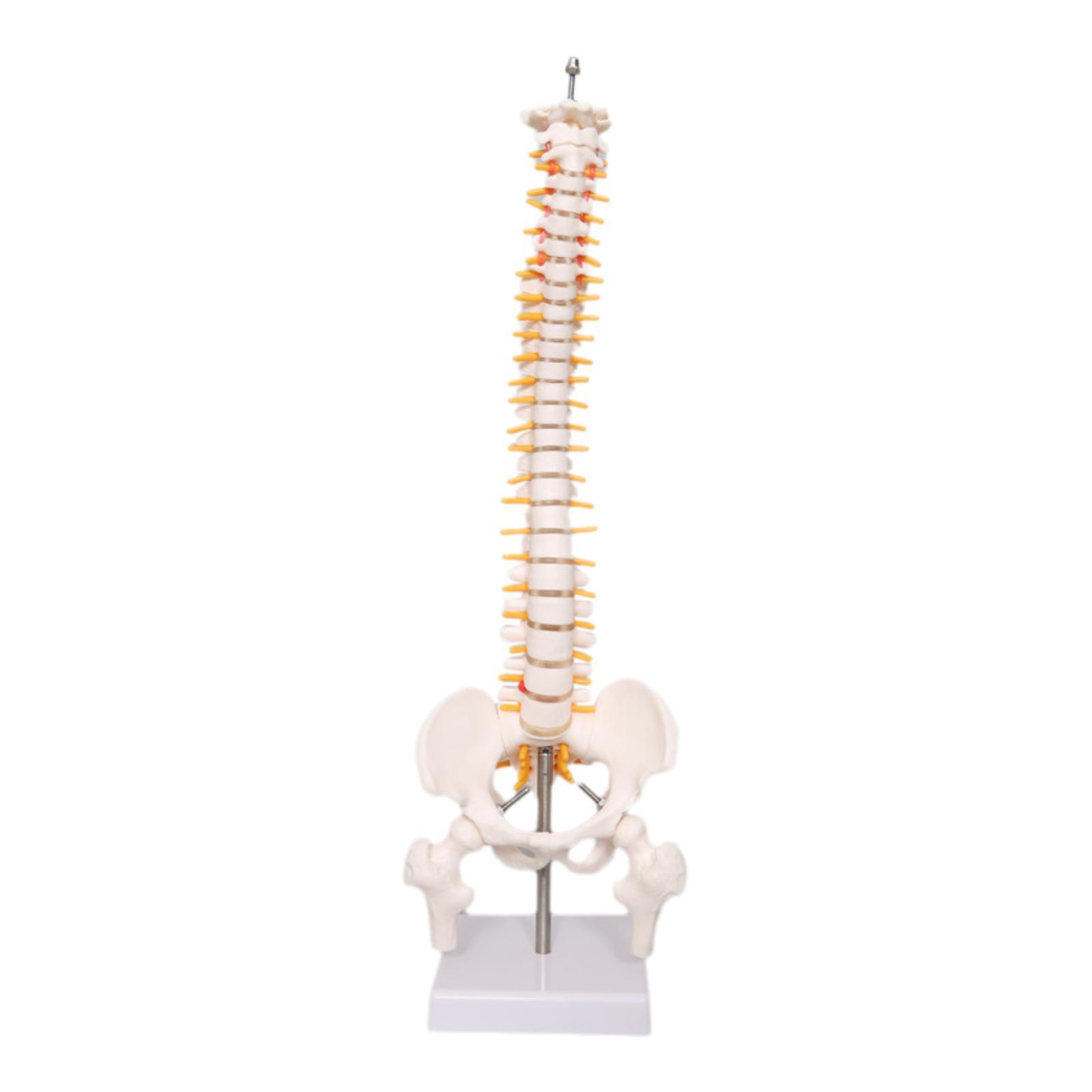 Medical Lab Study - Omurga Modeli Eğitim Aracı Öğrenme Öğretme