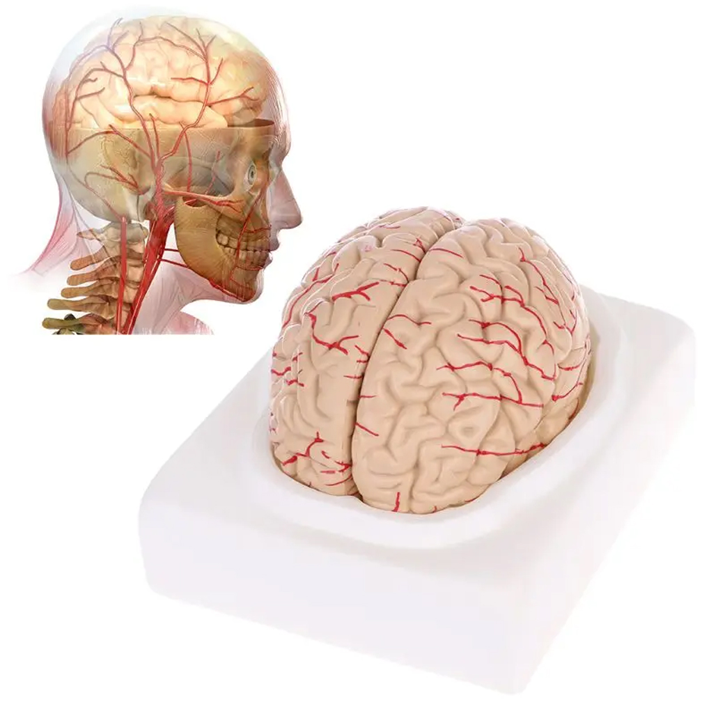 Medical Lab Study - İnsan yaşam boyutu laboratuvar bilimleri sınıf