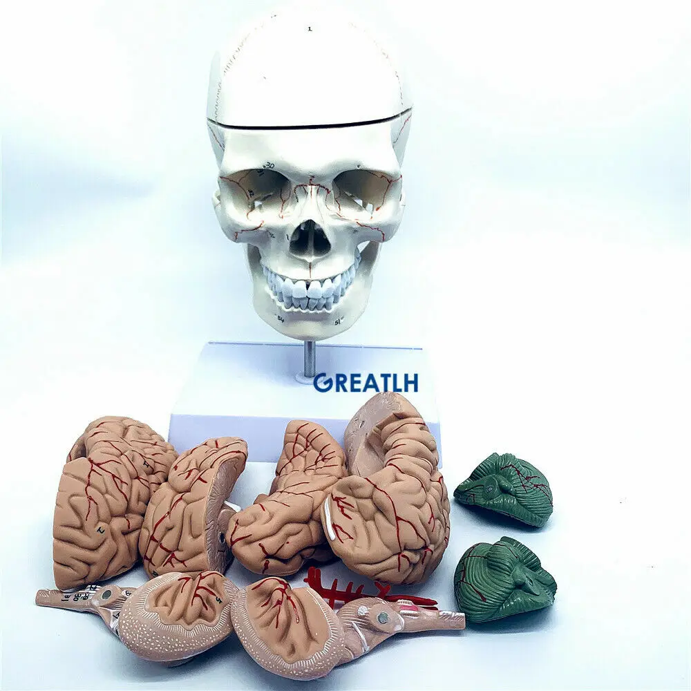 Medical Lab Study - GREATLH beyin anatomik modeli insan kafası