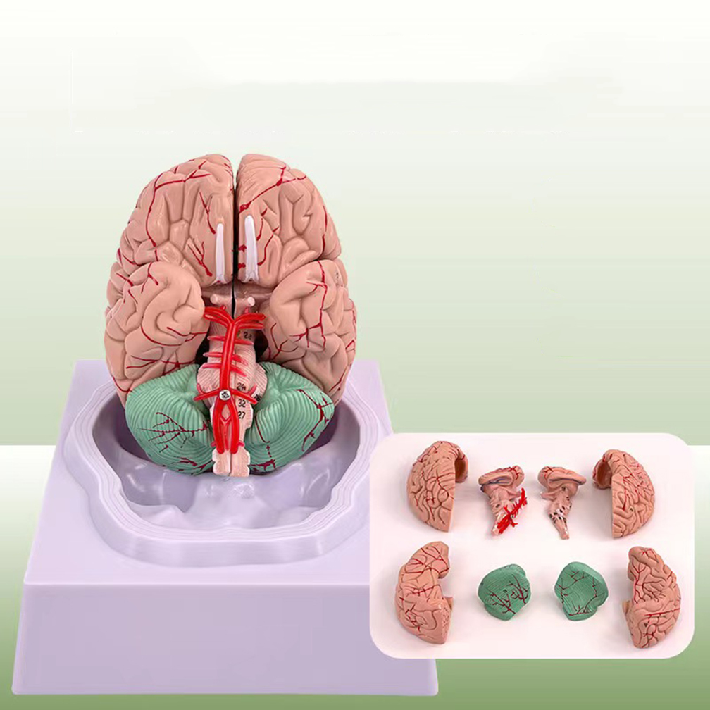 Medical Lab Study - İnsan yaşam boyutu insanlar beyin fonksiyonel