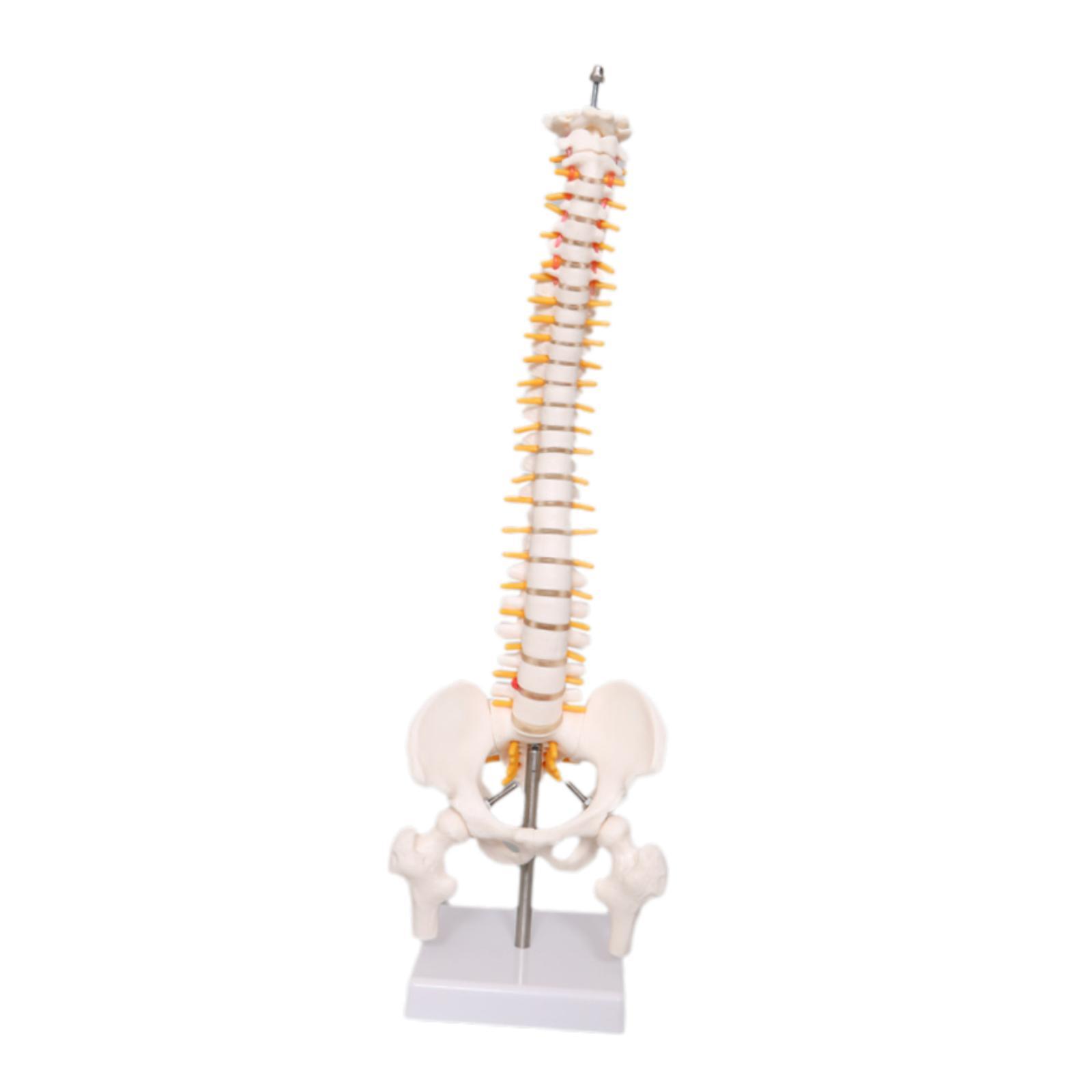 Omurga Modeli Eğitim Aracı Öğr - Medical Lab Study incelemesi ve fiyatı