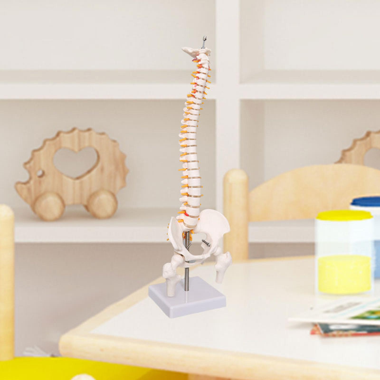 Omurga Modeli Eğitim Aracı Öğr - Medical Lab Study incelemesi ve fiyatı