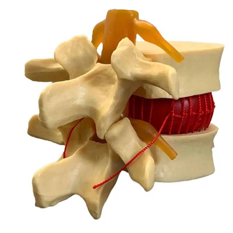 Anatomik İnsan Lomber Vertebra - Examination Bed Medical incelemesi ve fiyatı