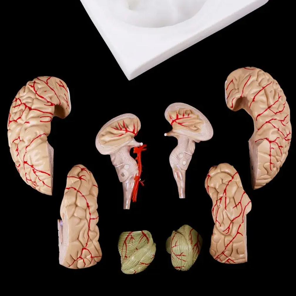 İnsan yaşam boyutu laboratuvar - Medical Lab Study incelemesi ve fiyatı