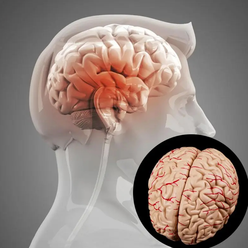 İnsan yaşam boyutu laboratuvar - Medical Lab Study incelemesi ve fiyatı
