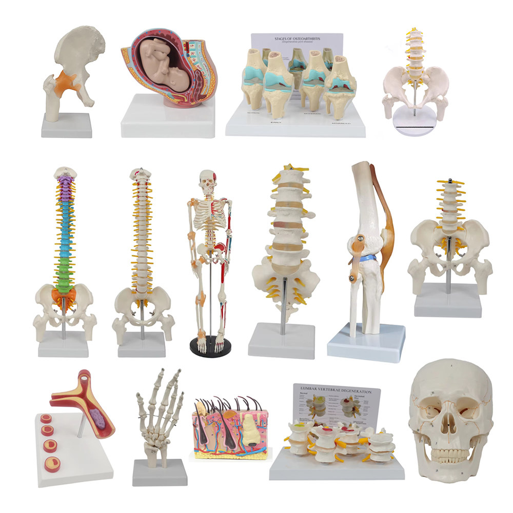 Tıbbi öğretim araçları İskelet - Examination Bed Medical incelemesi ve fiyatı