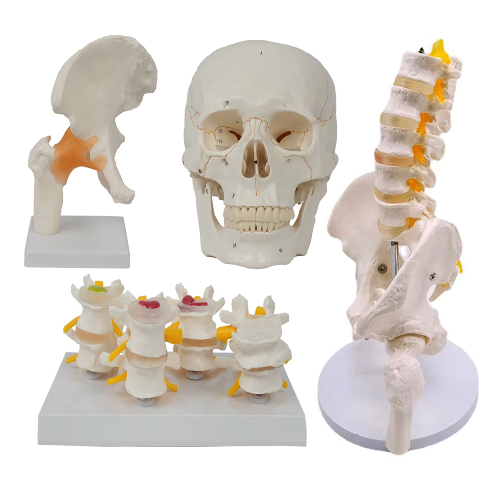 Tıbbi öğretim araçları İskelet - Examination Bed Medical incelemesi ve fiyatı