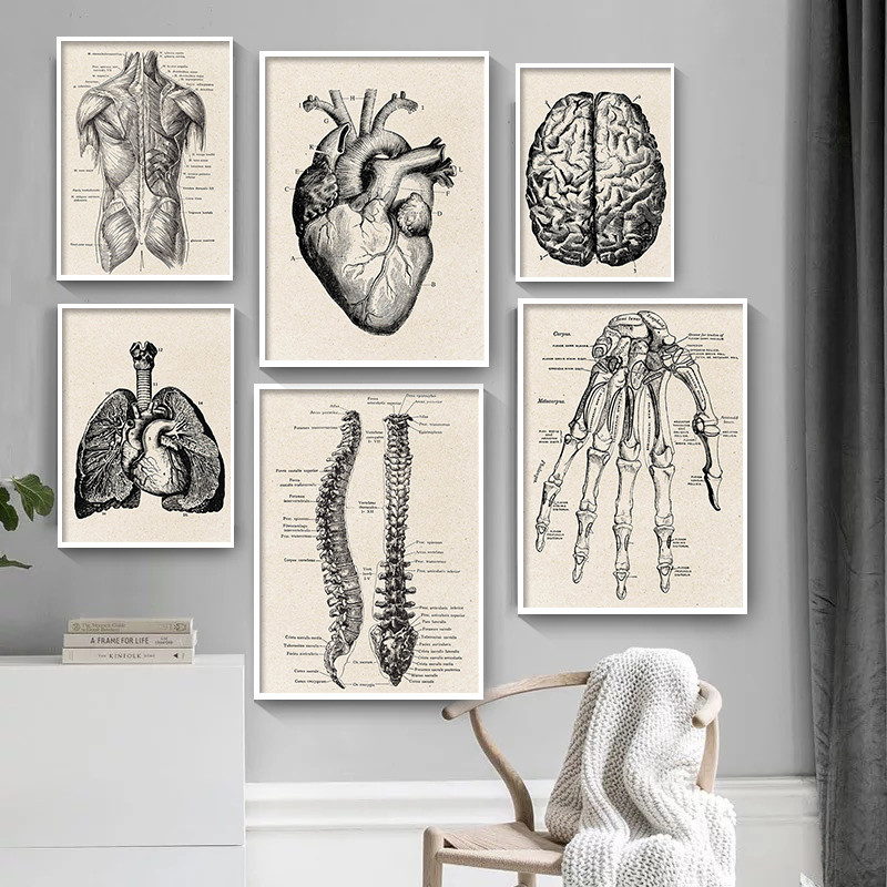 Tıbbi Anatomi Yapıt Tuval sana - Medical Lab Posters incelemesi ve fiyatı