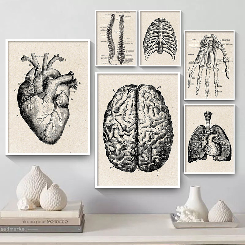 Tıbbi Anatomi Yapıt Tuval sana - Medical Lab Posters incelemesi ve fiyatı