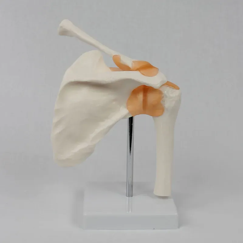 İnsan Anatomisi Öğretim Ekipma - Medical Lab Study incelemesi ve fiyatı