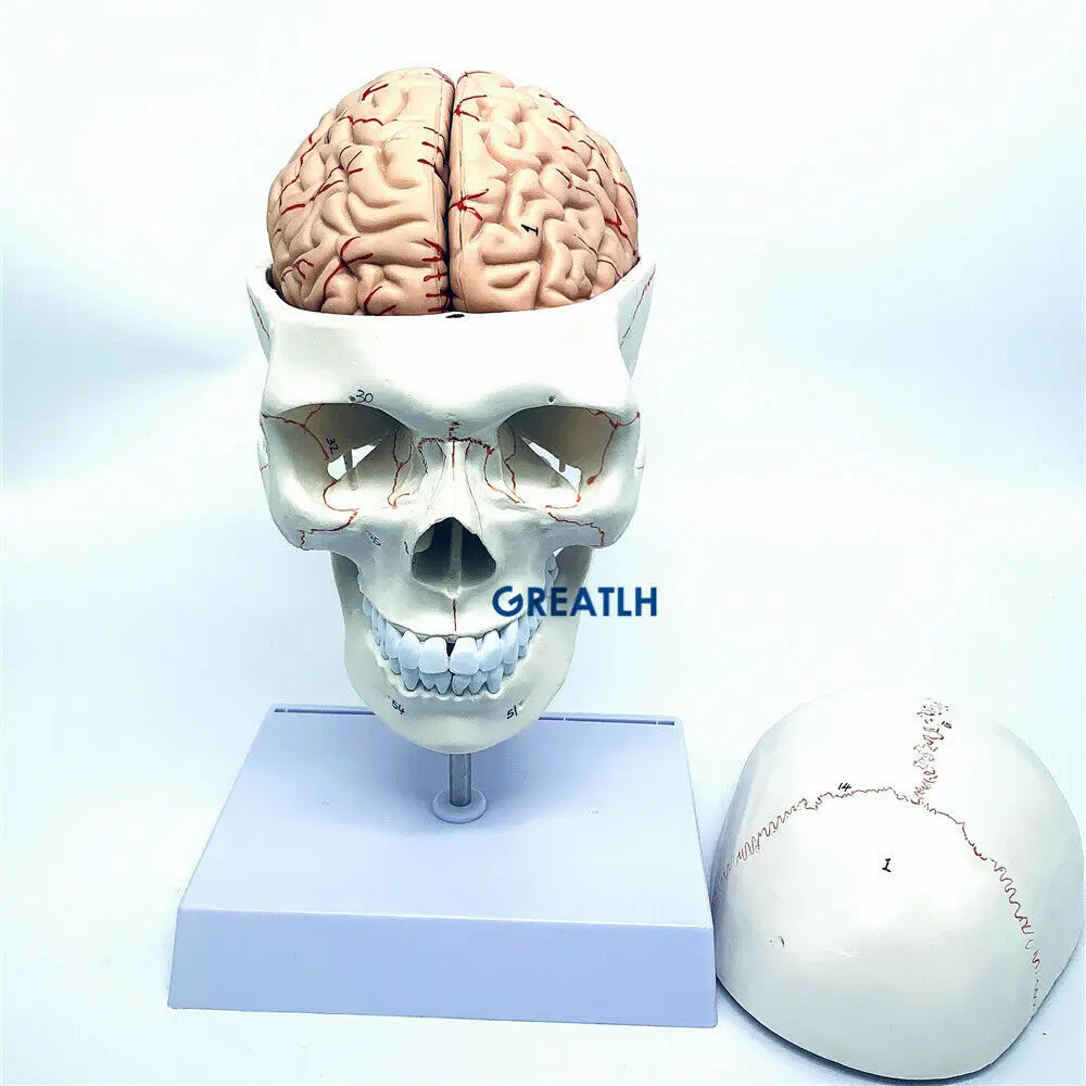 GREATLH beyin anatomik modeli  - Medical Lab Study incelemesi ve fiyatı