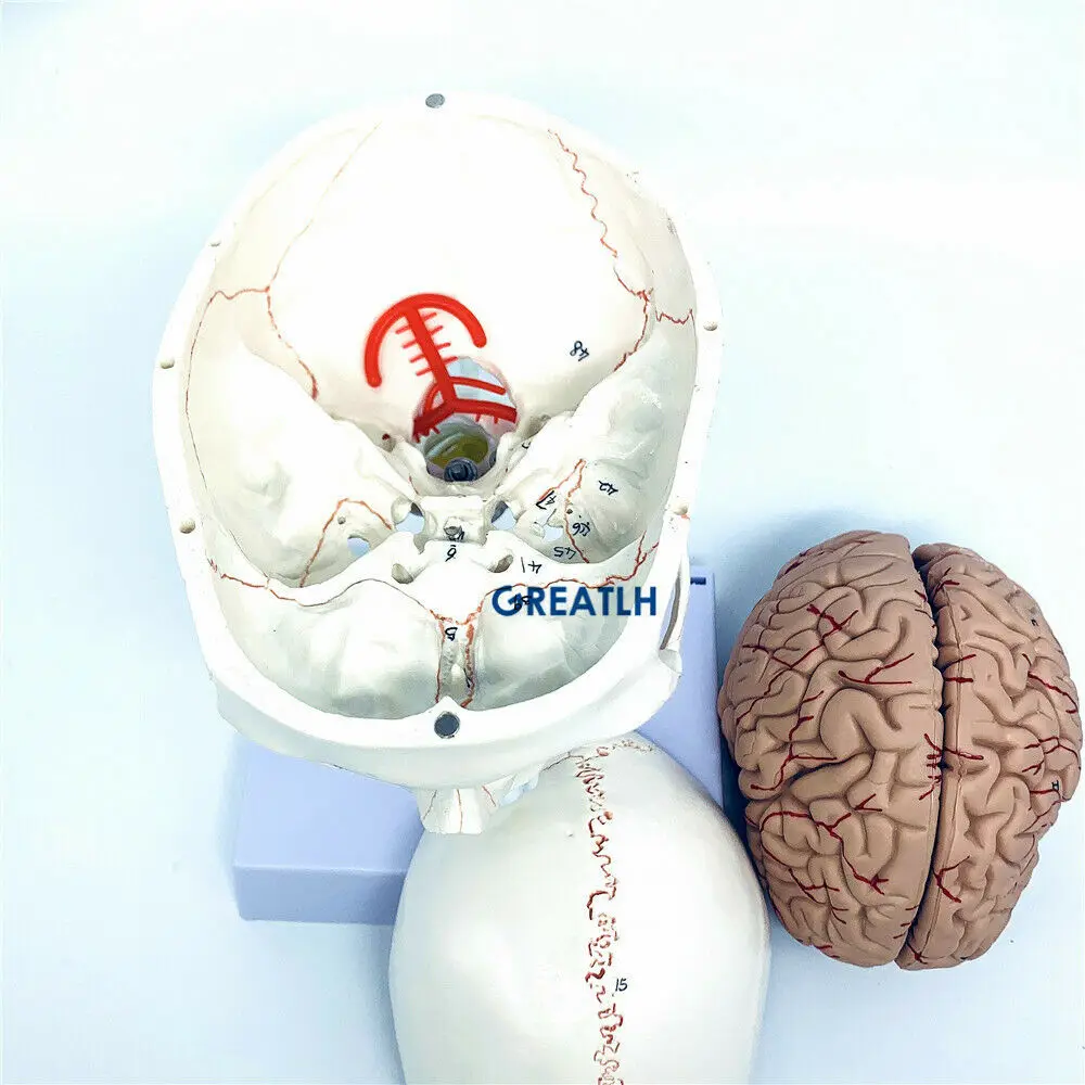 GREATLH beyin anatomik modeli  - Medical Lab Study incelemesi ve fiyatı