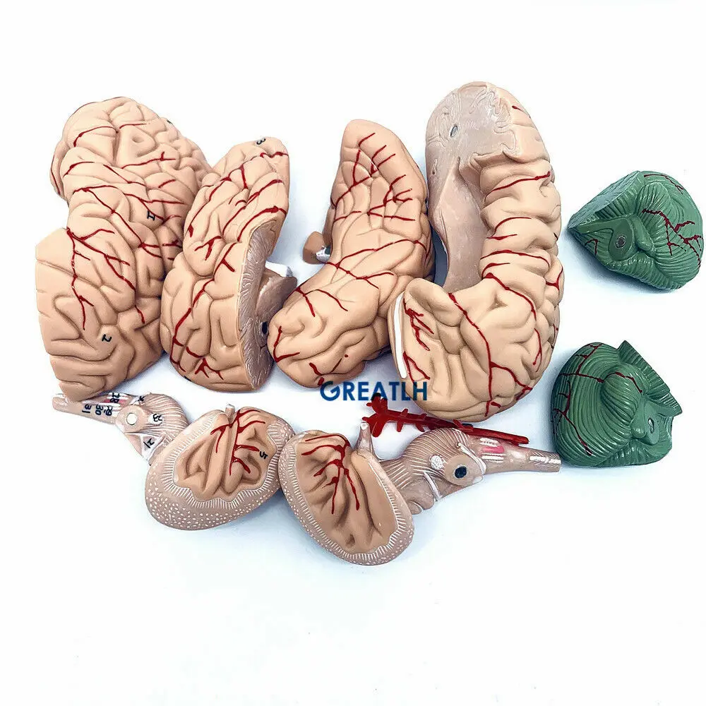 GREATLH beyin anatomik modeli  - Medical Lab Study incelemesi ve fiyatı