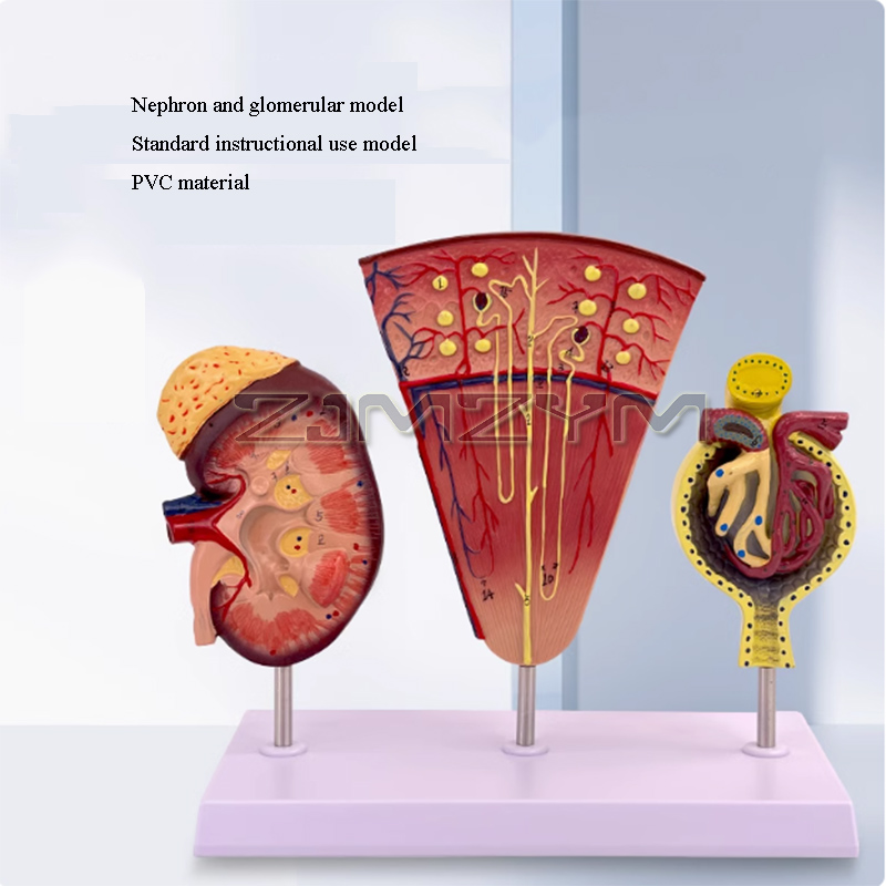 Böbrek modeli yapısı Glomerulu - Medical Lab Study incelemesi ve fiyatı