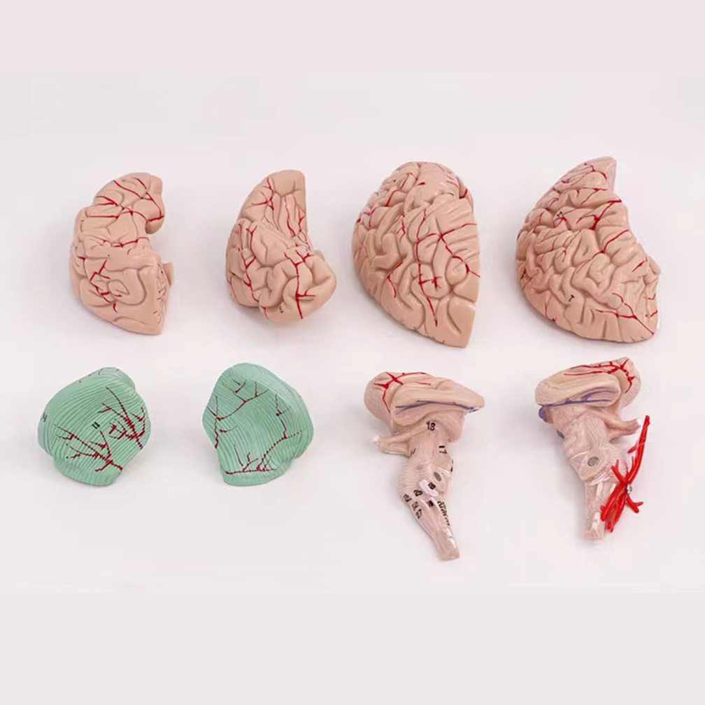 İnsan yaşam boyutu insanlar be - Medical Lab Study incelemesi ve fiyatı