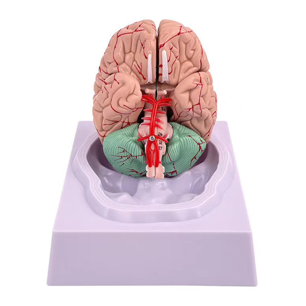 İnsan yaşam boyutu insanlar be - Medical Lab Study incelemesi ve fiyatı